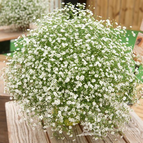 GYPSOPHILA MURALIS TEENY WHITE