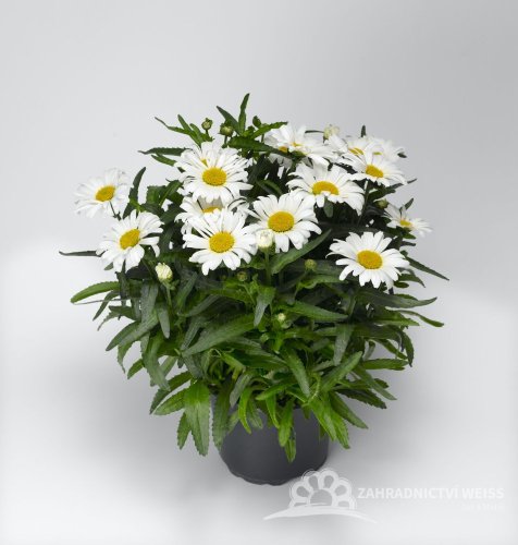 KOPRETINA - LEUCANTHEMUM WESTERN STAR LEO