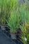PROSO PRUTNATÉ –  PANICUM VIRGATUM BLUE FOUNTAIN
