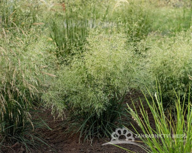 METLICE TRSNATÁ - DESCHAMPSIA CAESPITOSA PALAVA