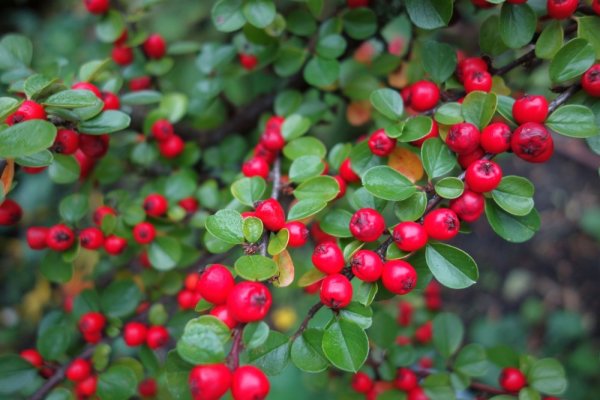 SKALNÍK  - COTONEASTER CORAL BEAUTY