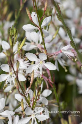 GAURA LINDHEIMERI - GRACEFUL WHITE