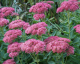 SEDUM SPECTABILE - ROZCHODNÍK NÁDHERNÝ