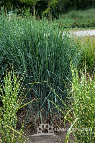 PROSO PRUTNATÉ –  PANICUM VIRGATUM BLUE FOUNTAIN