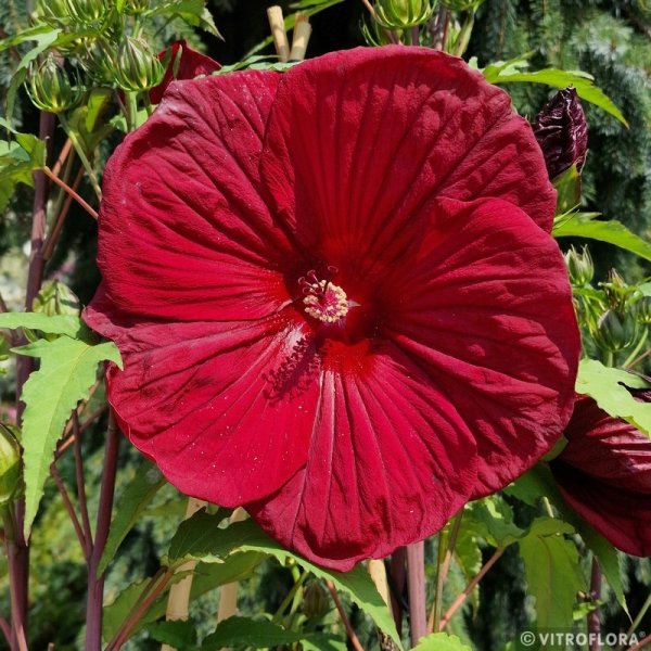 IBIŠEK – HIBISCUS MOSCHEUTOS BURGUNDY VELVET
