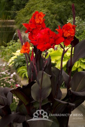 CANNA – CANNOVA SCARLET BRONSE LEAF
