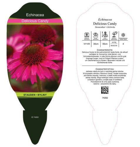 ECHINACEA PURPUREA DELICIOUS CANDY  ®