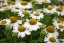 ECHINACEA MEDITATION WHITE