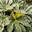 FATSIA JAPONICA SPIDER´S WEB