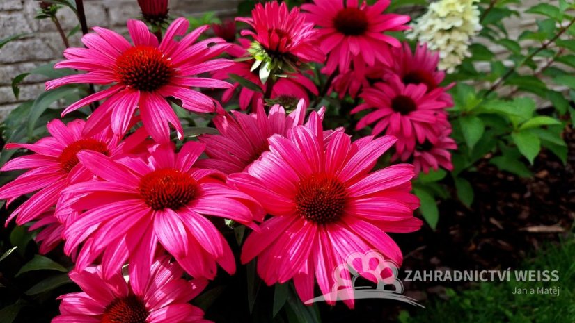 ECHINACEA SENSATION WILD ROMANCE