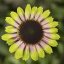 ECHINACEA PURP. PRAIRIE BLAZE VINTAGE LIME