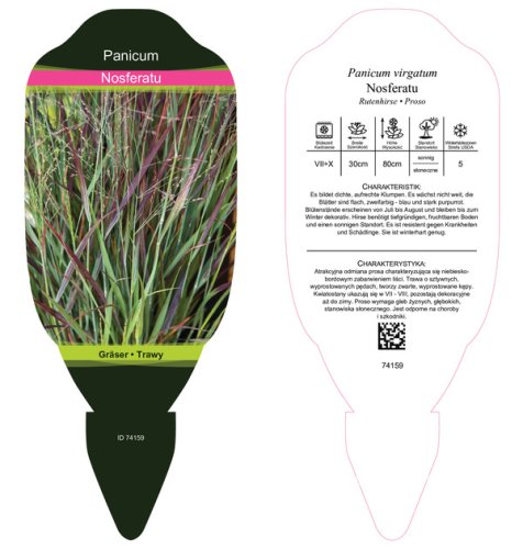 PROSO PROUTNATÉ - PANICUM VIRGATUM NOSFERATU