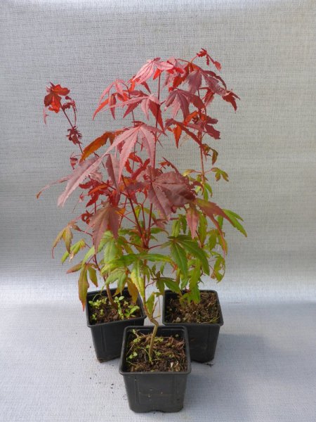 JAVOR ČERVENÝ - ACER RUBRUM