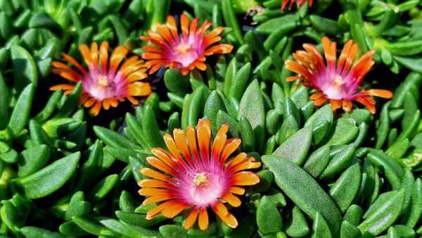 DELOSPERMA ORANŽOVO - FIALOVÉ -  HYBRIDA SUNDELLA APRICOT