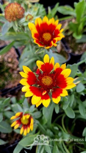 KOKARDA GAILLARDIA SUNRITA YELLOW RED RING