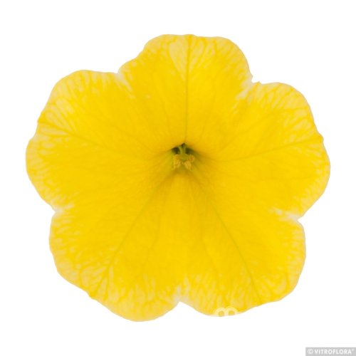 MILLION BELLS – CALIBRACHOA METRO EARLY BRIGHT YELLOW