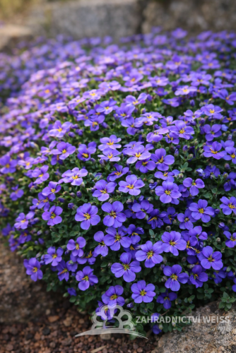 TAŘIČKA - AUBRIETA GRACILIS AUDREY MID BLUE F1