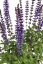 ŠALVĚJ NÁDHERNÁ - SALVIA SUPERBA 'MERLEAU BLUE COMPACT'