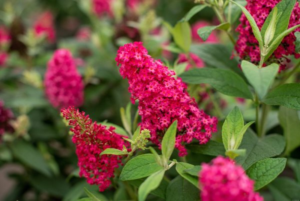 MOTÝLÍ KEŘ - BUDDLEJA BUTTERFLY CANDY LITTLE RUBY