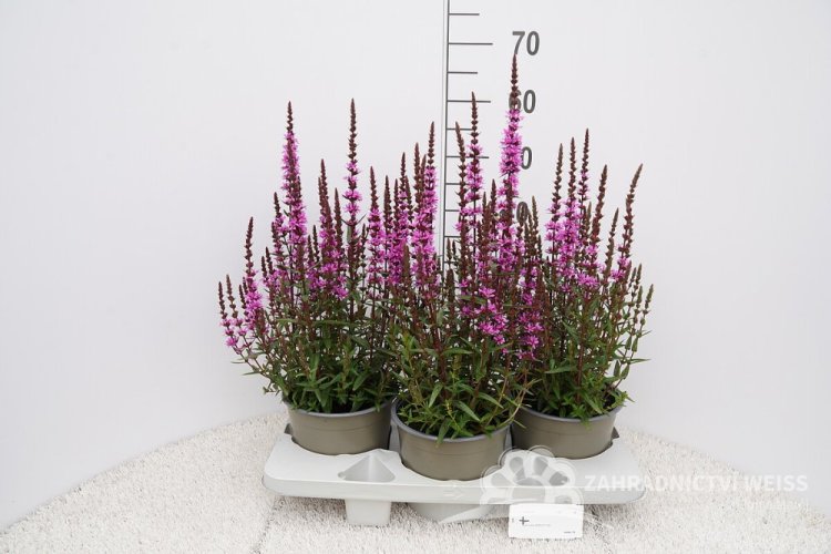 KYPREJ - LYTHRUM HYBR. LUMINARA LILAC