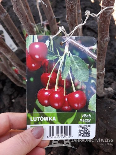 VIŠEŇ - LUTÓVKA