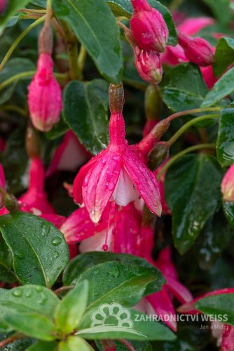 FUCHSIA LADY THUMB