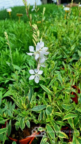 GAURA LIND. CORRIES GOLD