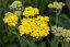 ACHILLEA MILEFOLIUM SASSY SUMMER LEMON