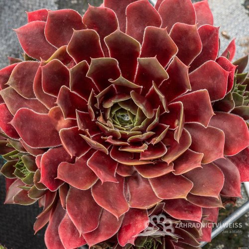 NETŘESK – SEMPERVIVUM BIG SAM RUBY STAR
