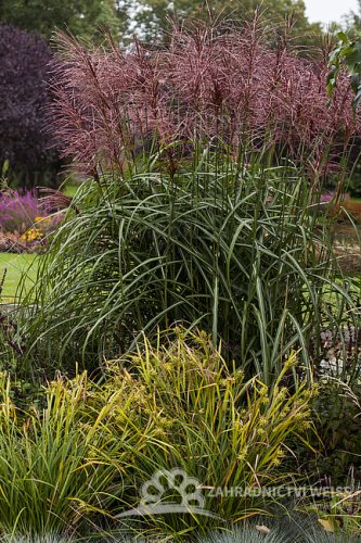 MISCANTHUS SINENSIS MALEPARTUS