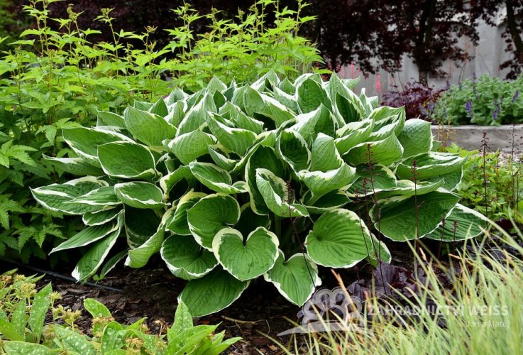 HOSTA HYBRID FRANCEE