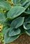 HOSTA HYBRIDE BIG DADDY