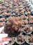 ROZCHODNÍK – SEDUM HAK. "CHOCOLATE BALL"