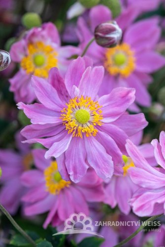 SASANKA - ANEMONE PRETTY LADY EMILY