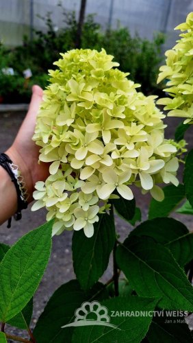 HORTENZIE LATNATÁ - HYDRANGEA PANICULATA SKYFALL