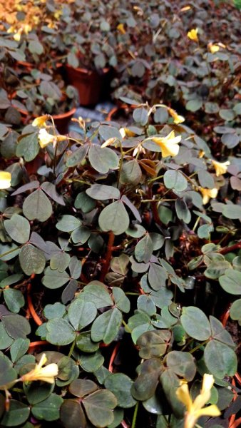 OXALIS ČERVENÝ - ŠŤAVEL ŽLUTOKVĚTÝ