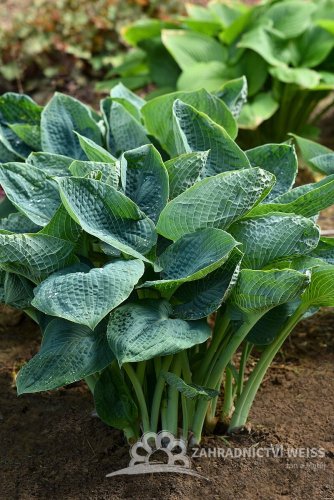 HOSTA HYBRIDE BIG DADDY