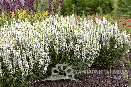 ŠALVĚJ HAJNÍ - SALVIA NEM. SENSATION WHITE