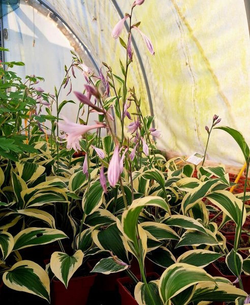 HOSTA HYBR. PATRIOT