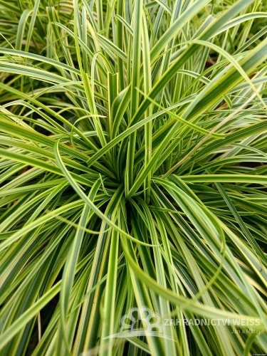 CAREX DOLICHOSTACHYA GOLD FOUNTAIN