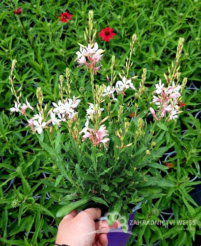 GAURA LINDHEIMERI - GRACEFUL WHITE