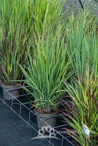 PROSO PRUTNATÉ –  PANICUM VIRGATUM BLUE FOUNTAIN