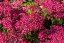 ACHILLEA SUMMERWINE