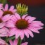 ECHINACEA FOUNTAIN LIGHT PURPLE
