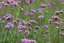 VERBENA BONARIENSIS - SPORÝŠ ARGENTINSKÝ