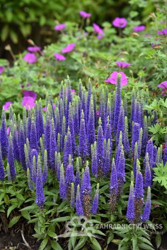 VERONICA SPICATA ROYAL CANDLES