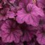 HEUCHERA WILD ROSE