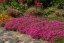 PHLOX SUBULATA - SCARLET FLAME