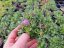 HLAVÁČ JAPONSKÝ - SCABIOSA JAPONICA RITZ BLUE