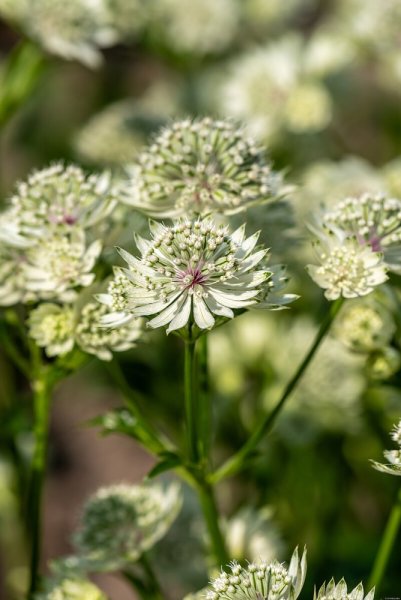 JARMANKA VĚTŠÍ - ASTRANTIA ASTRA WHITE